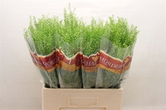 Lepidium Ruderale Green Bell 65cm 10gr.