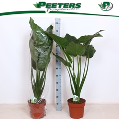 Alocasia Cucullata 24Ø 110cm