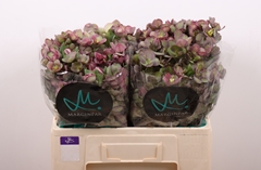 Helleborus Mammoth Mix 50cm