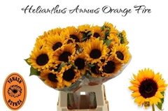 Helianthus Orange Fire 65cm