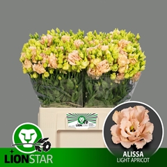 Eustoma Double Alissa Light Apricot 60cm