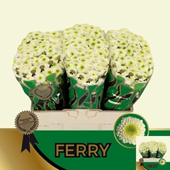 Chrysanth Santini Ferry 55cm 56gr.