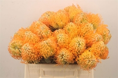Leucospermum Jelena 35cm
