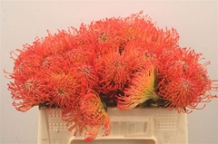 Leucospermum Succession 35cm