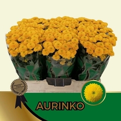 Chrysanth Santini Aurinko 55cm 44gr.