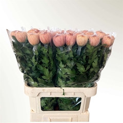 Chrysanth Single Hornbill Salmon 80cm 110gr.