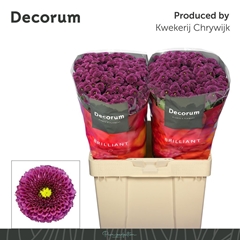 Chrysanth Santini Purpetta 55cm 54gr.