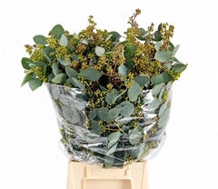 Eucalyptus Populus With Berry Per Bunch 60cm 400gr.