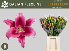 Lily Oriental Dalian 80cm 2+