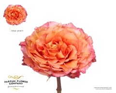 Rosa Parfum Free Spirit 50cm