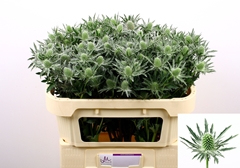 Eryngium Sirius Questar 70cm