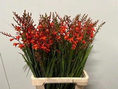 Crocosmia Red King 75cm
