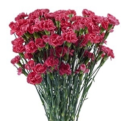 Dianthus Spray Pigeon 65cm