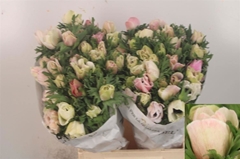 Anemone Coronaria Mistral Plus White 38cm
