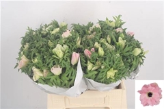 Anemone Coronaria Mistral Plus Light Pink 38cm