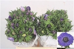 Anemone Coronaria Mistral Plus Dark Blue 38cm