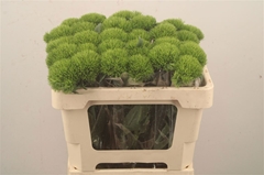 Dianthus Barb Kiwi Mellow 50cm