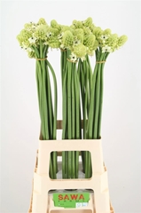 Ornithogalum Saundersiae 80cm