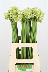 Ornithogalum Saundersiae 70cm