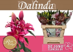 Lily Oriental Double Roselily Dalinda 75cm 3+