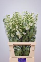 Delphinium Double Centurion White 100cm