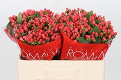 Hypericum Sweet Romance 50cm
