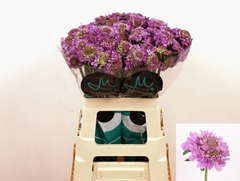Scabiosa Bon Bon Scoop Ube 60cm