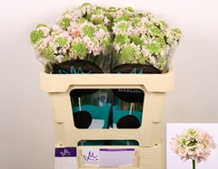 Scabiosa French Vanilla Bon Bon Scoop 50cm