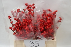 Ilex Verticillata 35cm