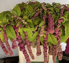 Amaranthus Caudatus Mira 70cm
