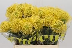 Leucospermum High Gold 40cm