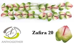 Anthurium Zafira 9cm Hd