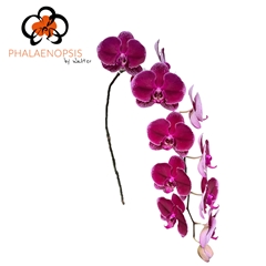 Phalaenopsis Lie-De-Vin 80cm 10+