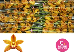 Cymbidium Mini Sakura 60cm