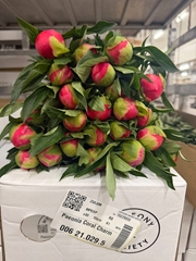 Paeonia Coral Charm 55cm