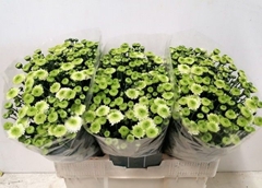 Chrysanth Santini Ferry 55cm 28gr.