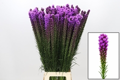 Liatris Callilepis 90cm
