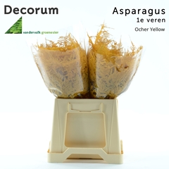Asparagus Setaceus Painted Ocher Yellow 45cm