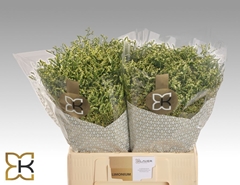 Limonium Sinense China Lemon 60cm 20gr.