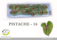 Anthurium Pistache 11cm Hd