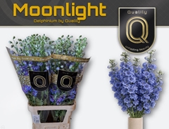 Delphinium Double Delphi's Moonlight 110cm