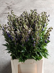 Aconitum Carmichaelii Arendsii 75cm