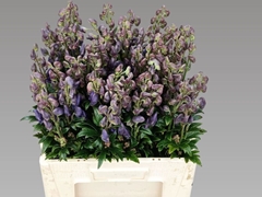 Aconitum Carmichaelii Arendsii 65cm