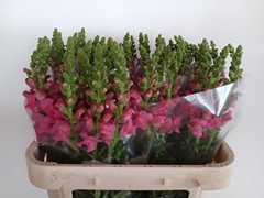 Antirrhinum Avignon Rose 75cm