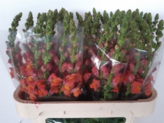 Antirrhinum Avignon Deep Orange 75cm