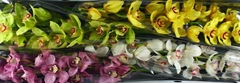 Cymbidium Mix 100cm