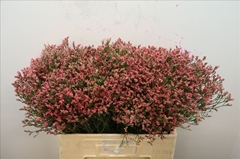 Limonium Sinense Max Diamond 60cm 30gr.