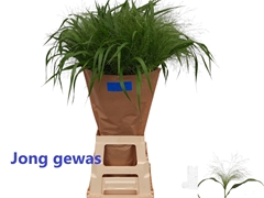 Panicum Fontaine 80cm