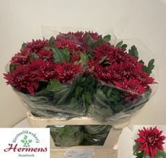 Chrysanth Single Pip Red 80cm 110gr.