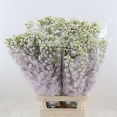 Delphinium Double Dewi Spijker 100cm